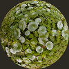 jwkpec_nasturtium